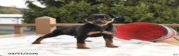 Miniature Pinscher dogs for sale: Tulip - Ad 4