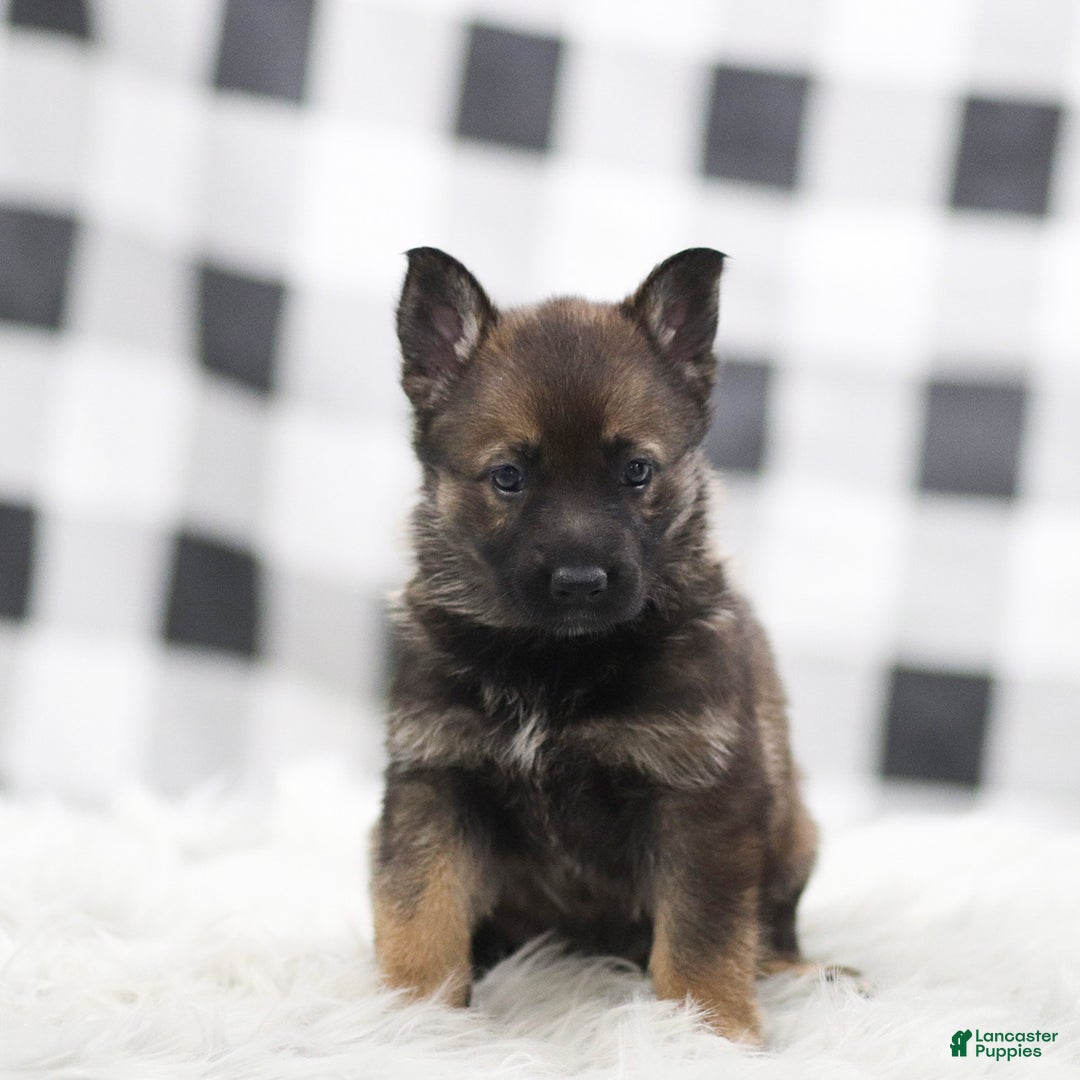 German Shepherd dogs for sale: Felicity - Ad 2
