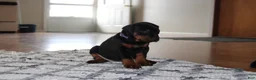 Doberman Pinscher dogs for sale: Luna - Ad 7