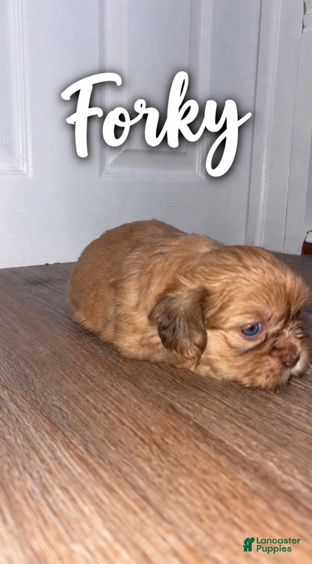 Shih Tzu dogs for sale: Forky  - Ad 1