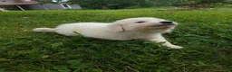 Great Pyrenees dogs for sale: Clover - Ad 4