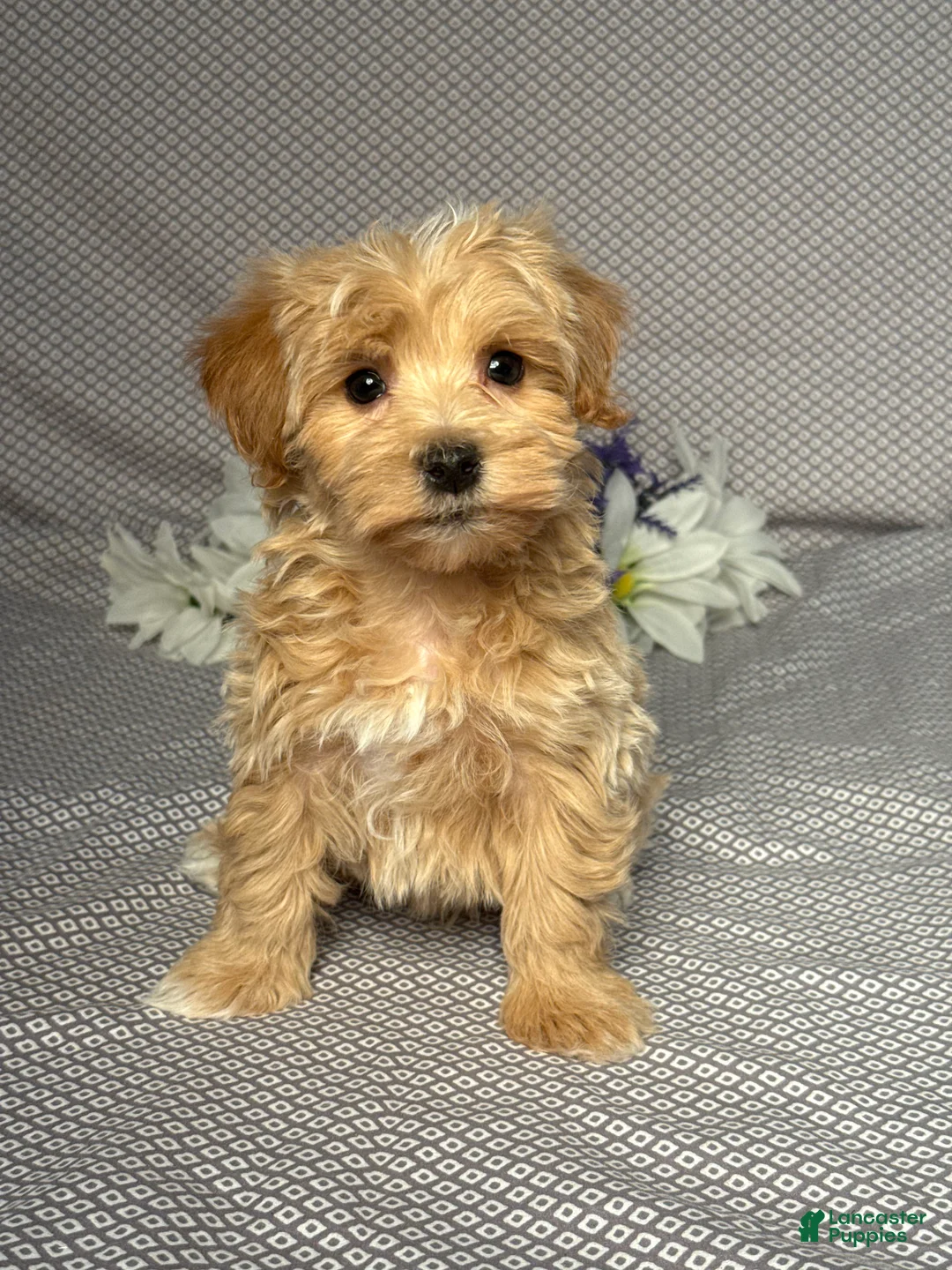 Maltipoo dogs for sale: Ace - Ad 1