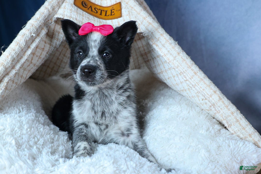 Mixed Breed dogs for sale: DOLLY - Ad 9