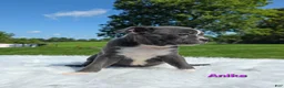 Boston Terrier dogs for sale: Anika  - Ad 3