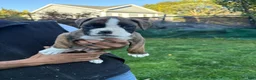 Boxer dogs for sale: Bella - Ad 12