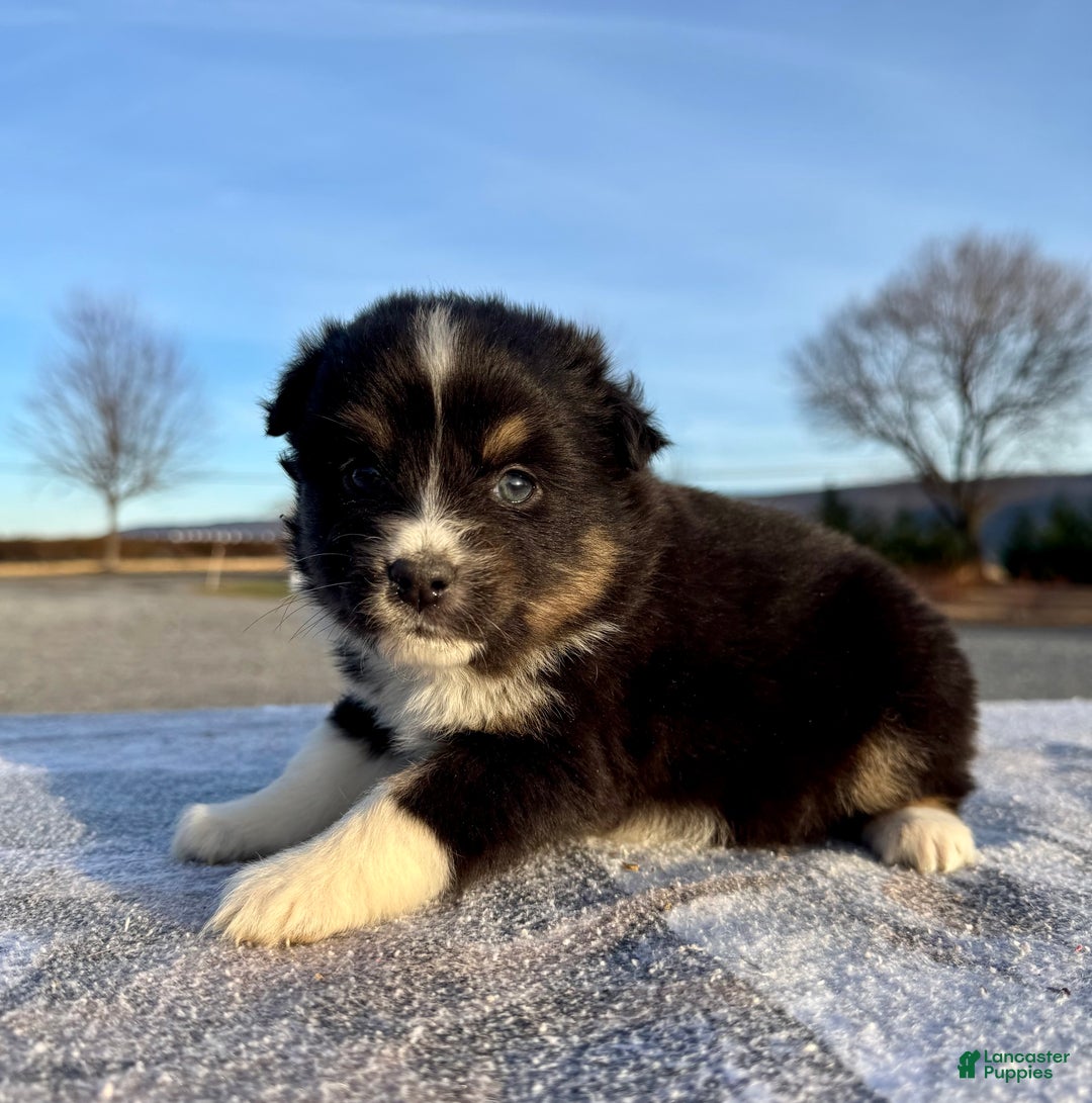 Miniature Australian Shepherd dogs for sale: Skye - Ad 5
