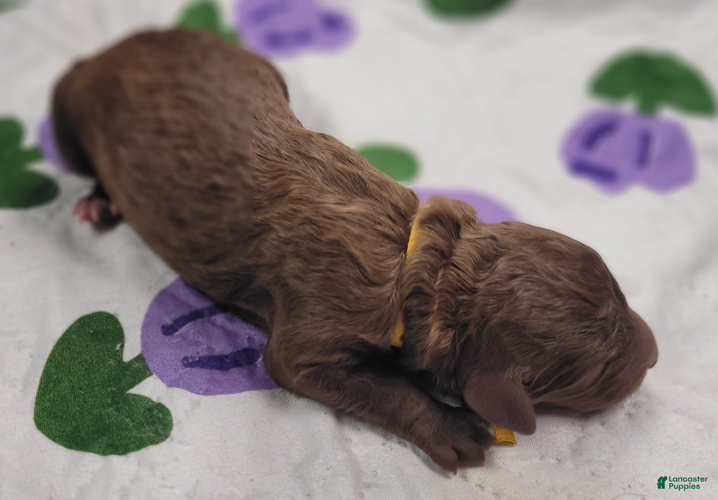 Labradoodle dogs Gooseberry - Ad 4