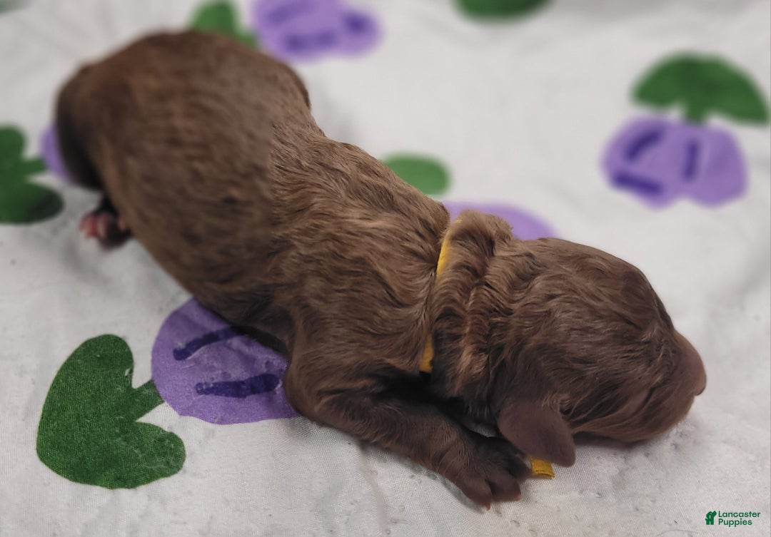 Labradoodle dogs for sale: Gooseberry - Ad 1