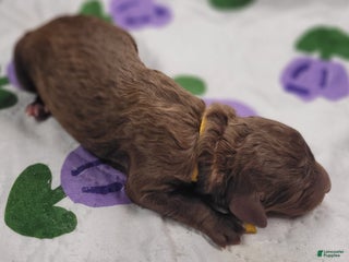 Labradoodle dogs Gooseberry - Ad 4