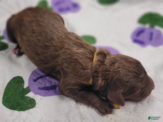 Labradoodle dogs Gooseberry - Ad 7