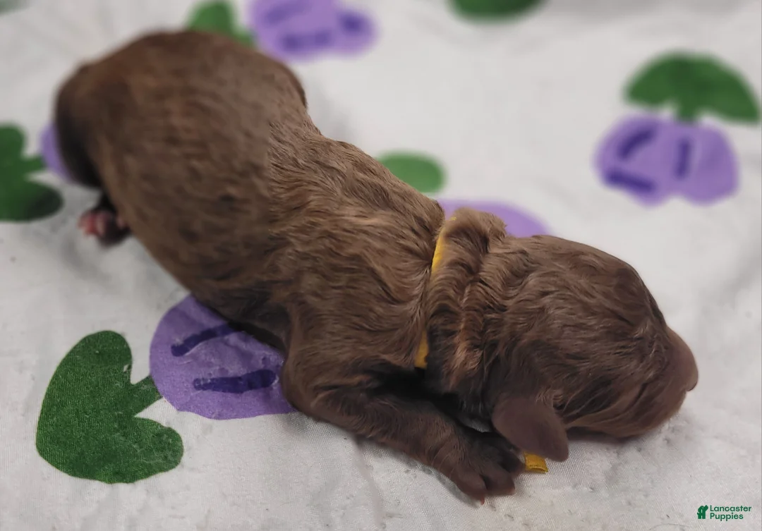 Labradoodle dogs for sale: Gooseberry - Ad 3