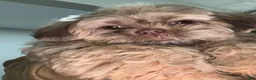 Shih Tzu dogs for sale: Forky  - Ad 6