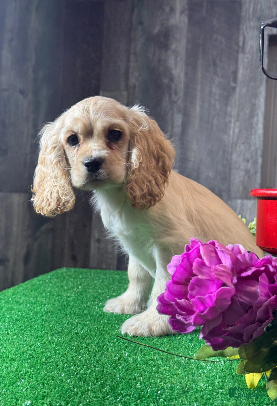 Cocker Spaniel dogs for sale: Odette - Ad 4