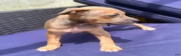 American Bully dogs for sale: "AAHLIYA" LILATRI COLOR - Ad 5