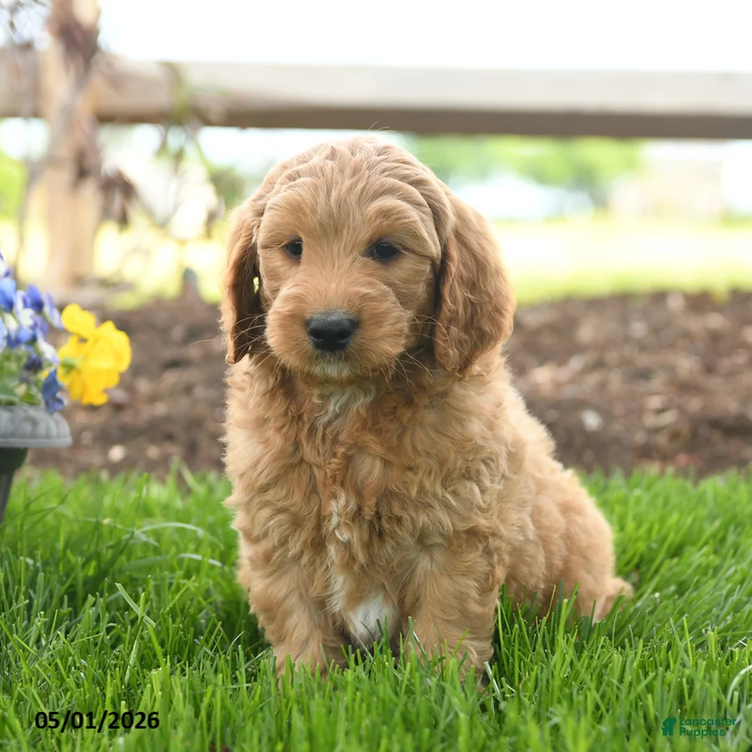Goldendoodle dogs for sale: Topper - Ad 1