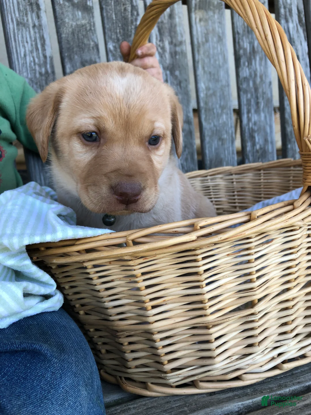 Labrador Retriever dogs for sale: Lissi - Ad 2