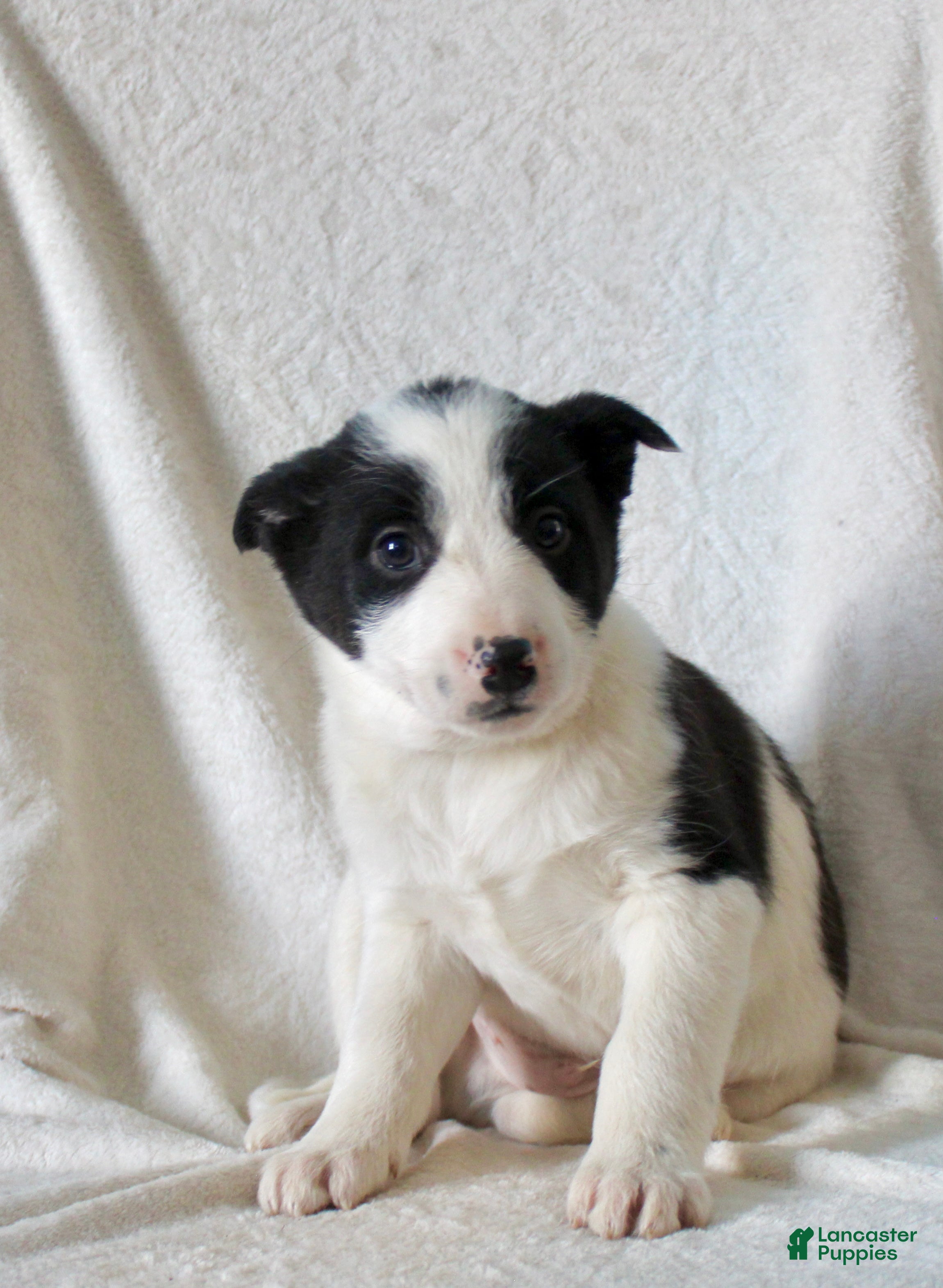 Mixed Breed dogs Oscar  - Ad 1