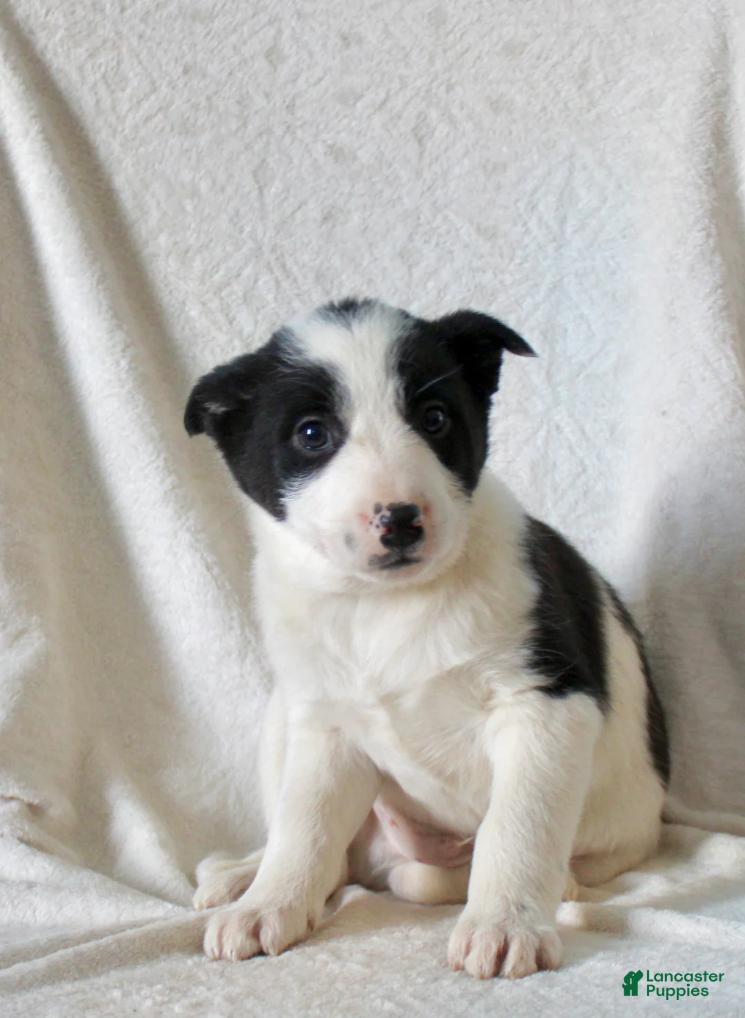 Mixed Breed dogs for sale: Oscar  - Ad 1