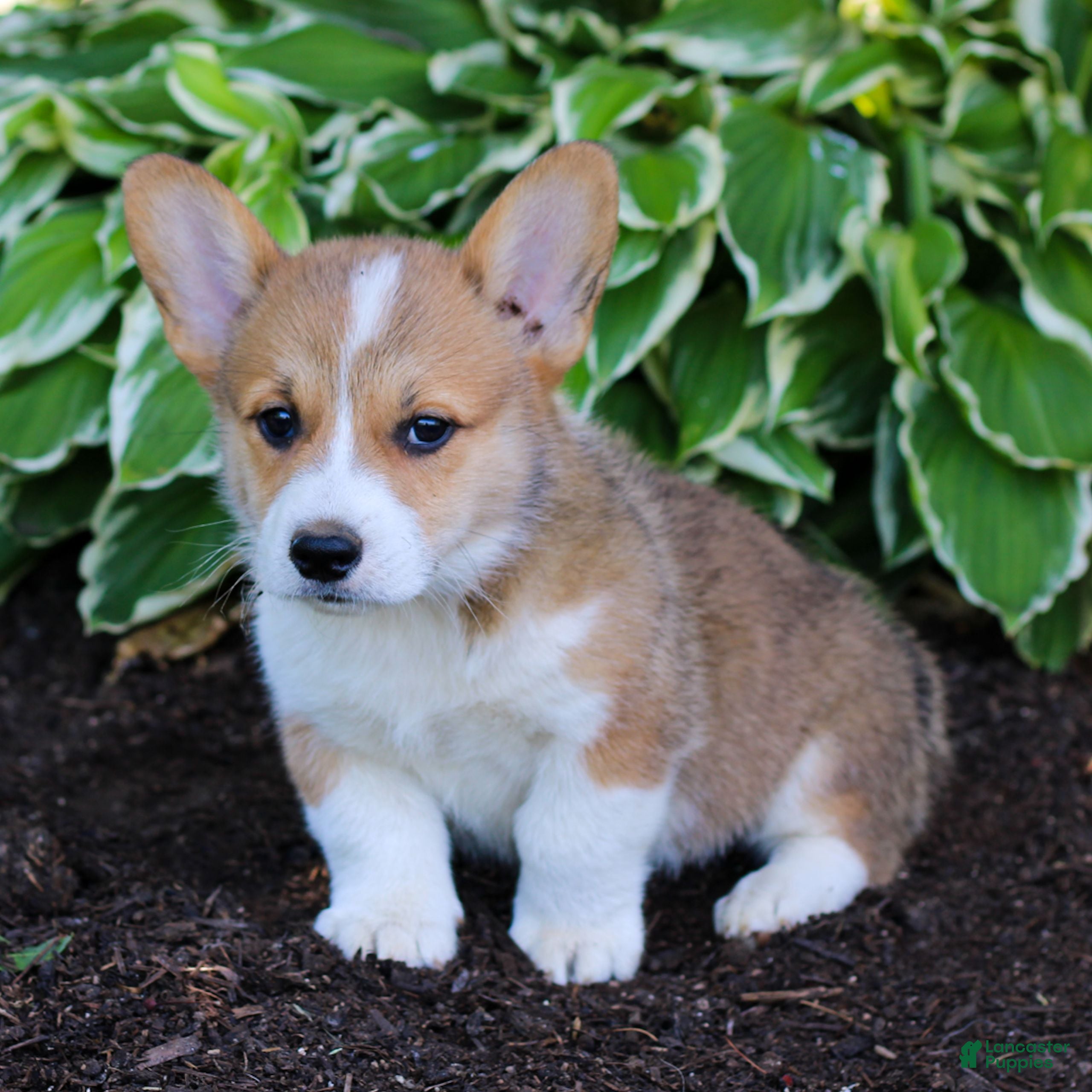 Welsh Corgi Pembroke dogs Kobe  - Ad 2