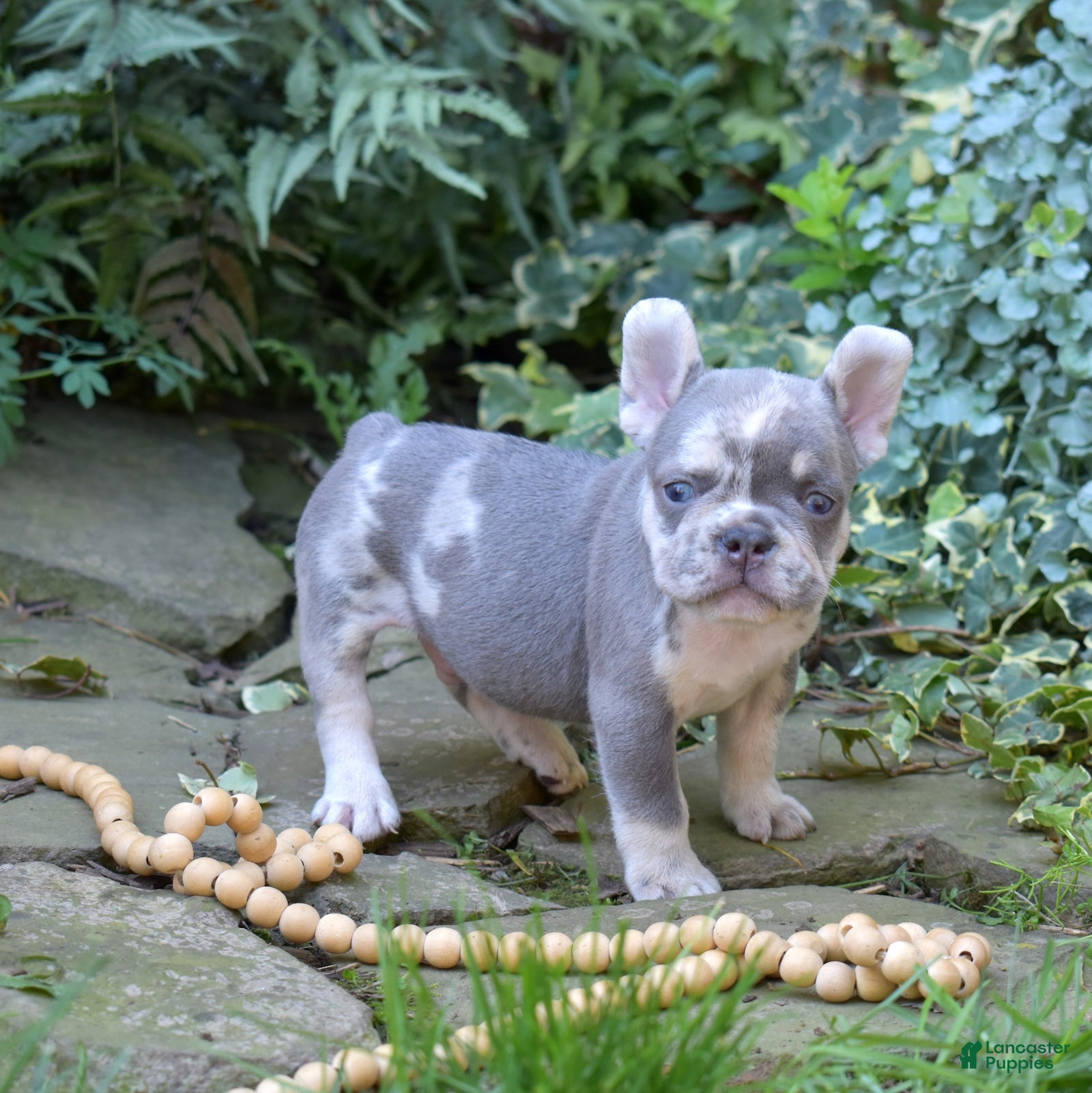 French Bulldog dogs Aspen - Ad 1