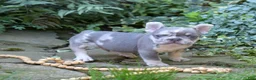 French Bulldog dogs for sale: Aspen - Ad 7
