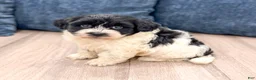 Havanese dogs for sale: Harry - Ad 6