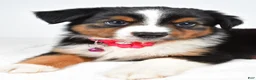 Miniature Australian Shepherd dogs for sale: Annie  - Ad 2