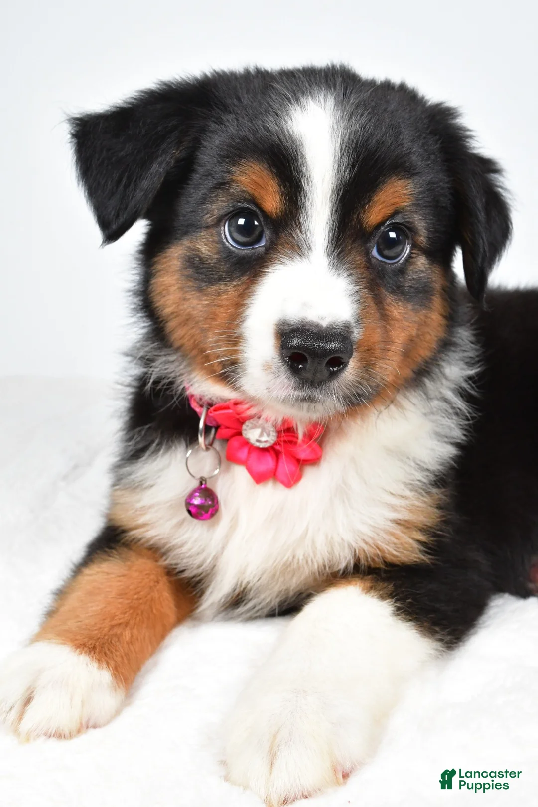 Miniature Australian Shepherd dogs for sale: Annie  - Ad 2