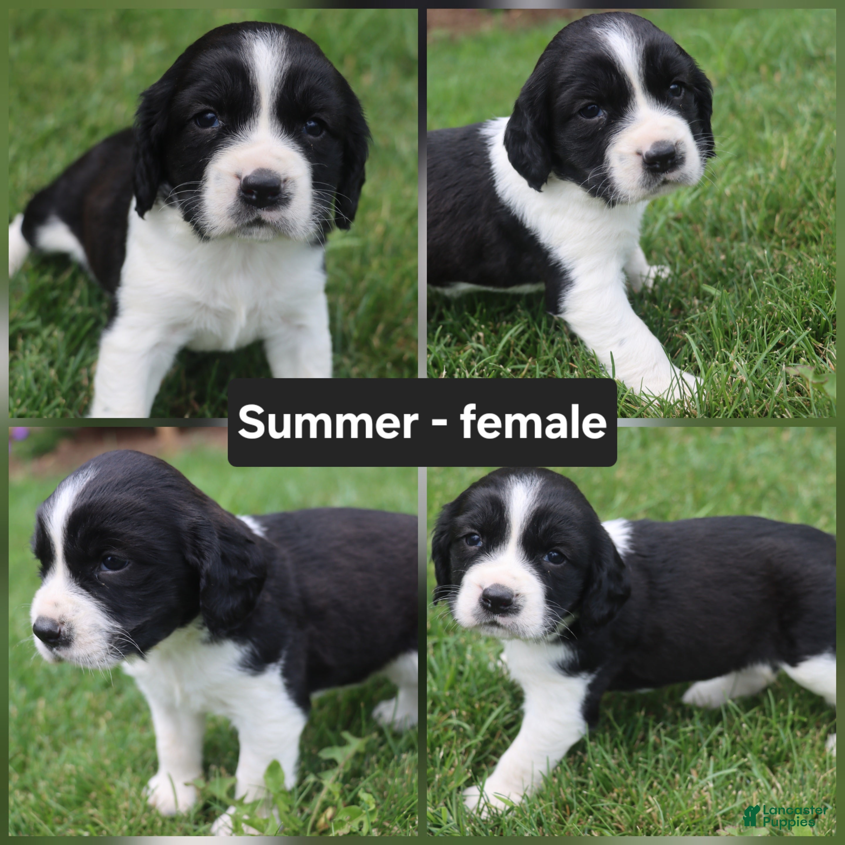 English Springer Spaniel dogs Summer - Ad 33