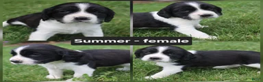 Summer