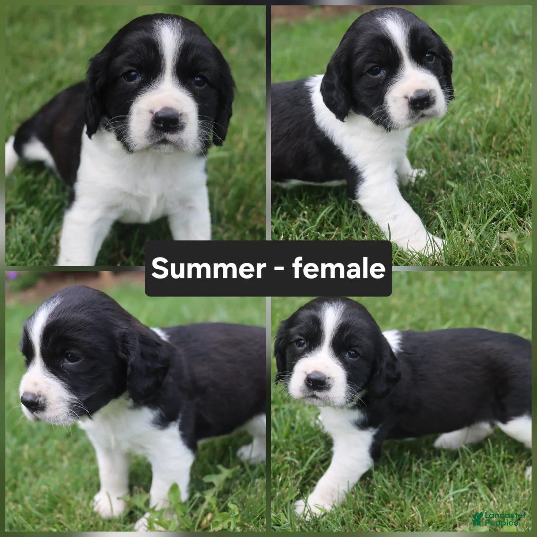 English Springer Spaniel dogs for sale: Summer - Ad 1