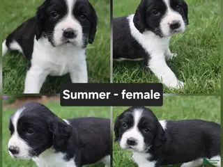 English Springer Spaniel dogs Summer - Ad 33