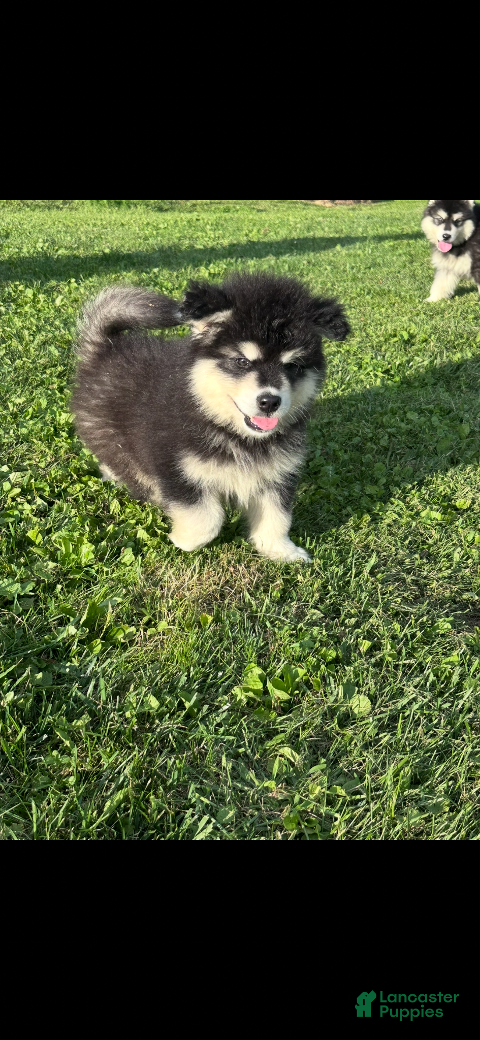 Alaskan Malamute dogs Alaskan Malamute 2 - Ad 11