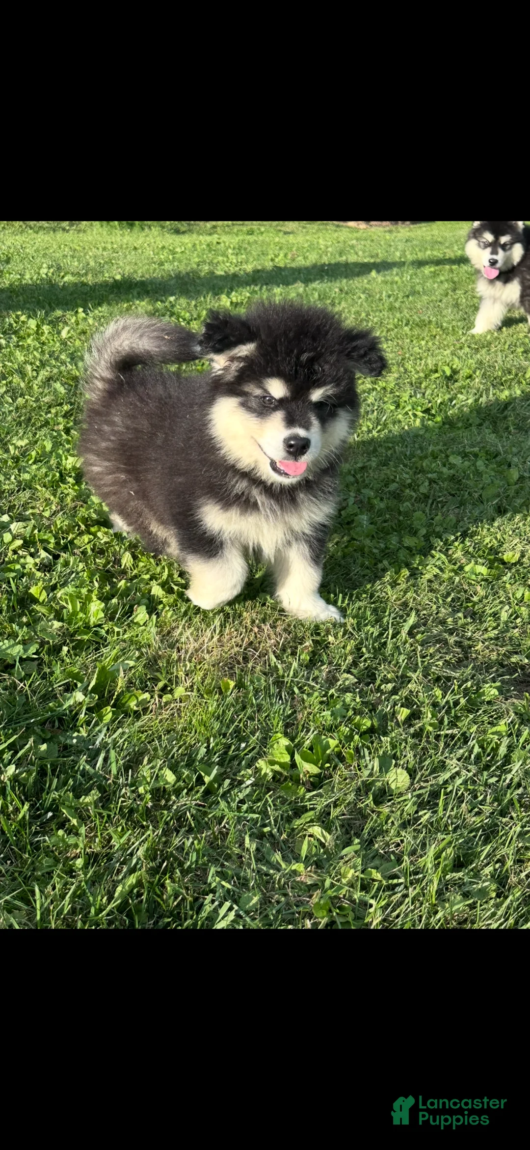 Alaskan Malamute dogs for sale: Alaskan Malamute 2 - Ad 1
