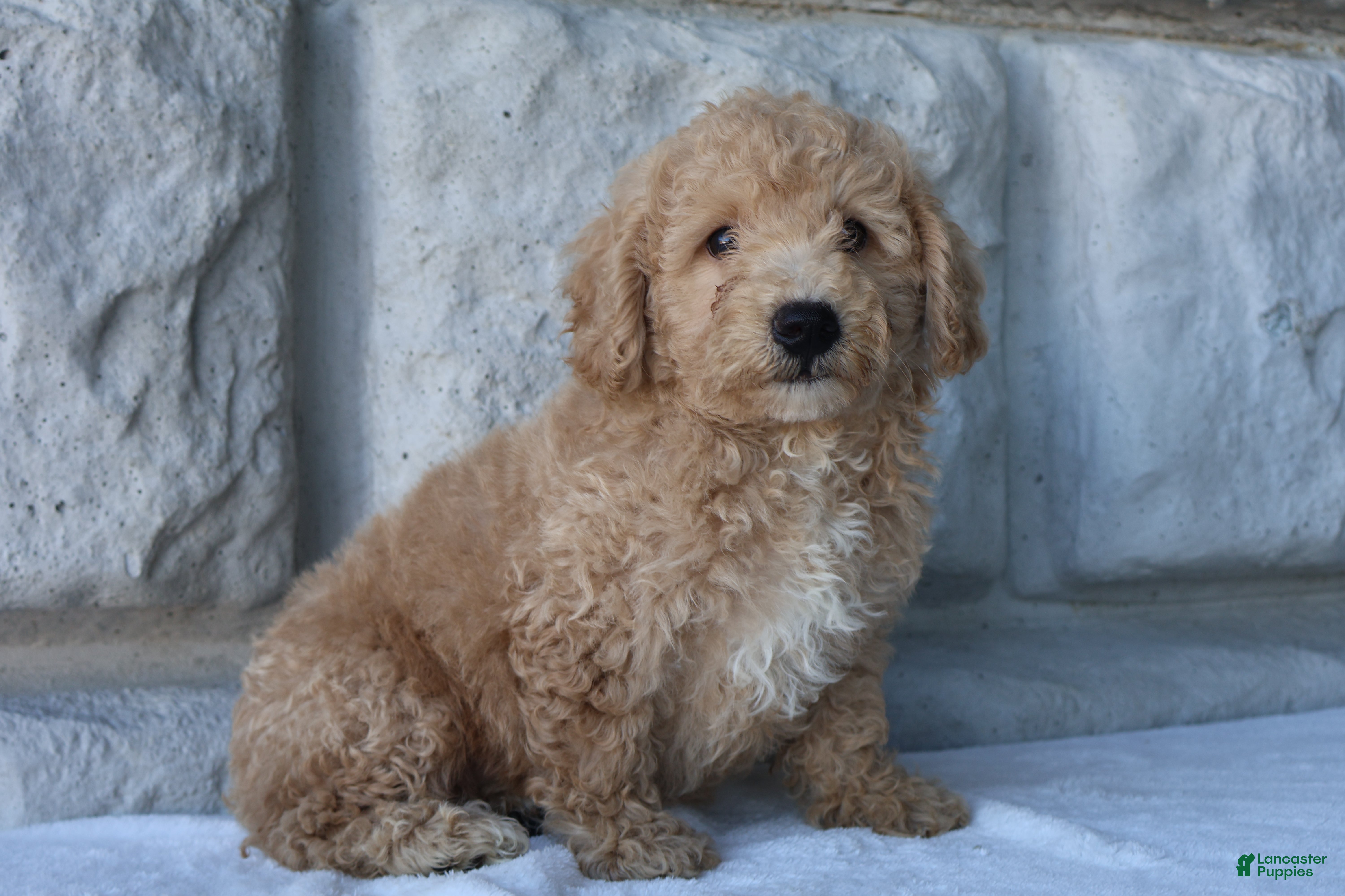 Bichpoo dogs Max - Ad 1