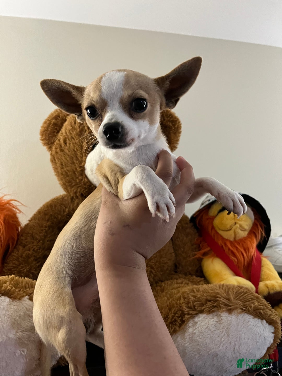 Inland Empire Craigslist Great Dane Puppies Teacup Chiweenie