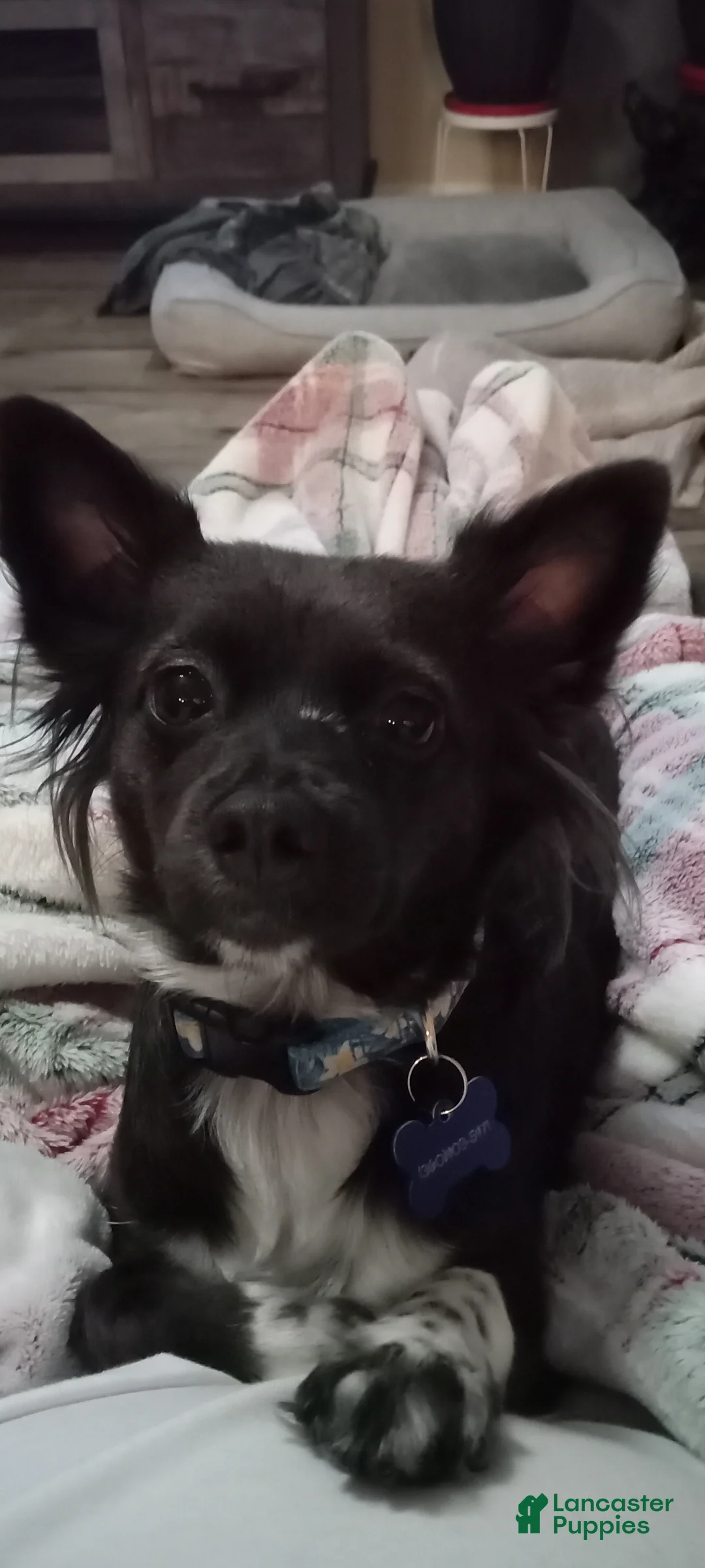 Mixed Breed dogs for sale: Mixed Breed 3 - Ad 3