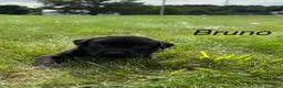 Labrador Retriever dogs for sale: Bruno - Ad 12