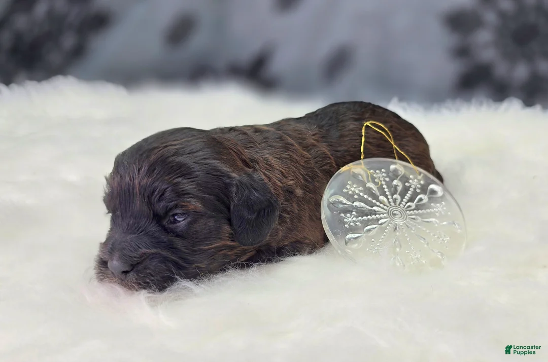 Cockapoo dogs for sale: Vega - Ad 2