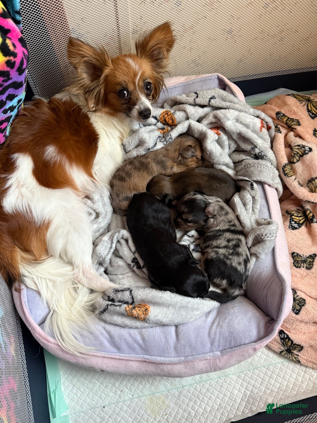 Mixed Breed dogs for sale: Chihuahua male black Merle chion chi/Papillion  - Ad 12