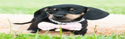 Miniature Dachshund dogs for sale: Bianca - Ad 5
