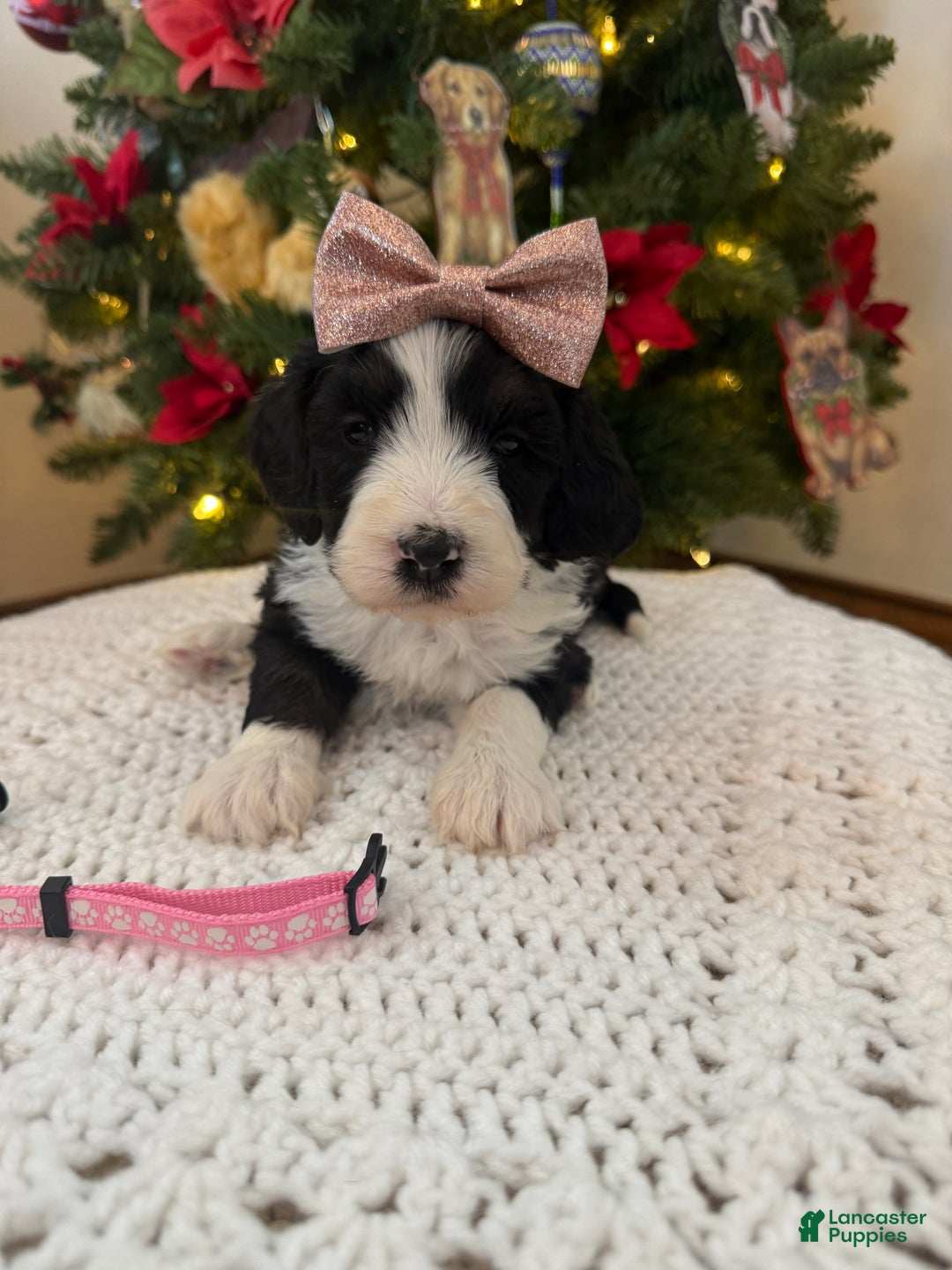 Mixed Breed dogs for sale: Frida - Ad 4