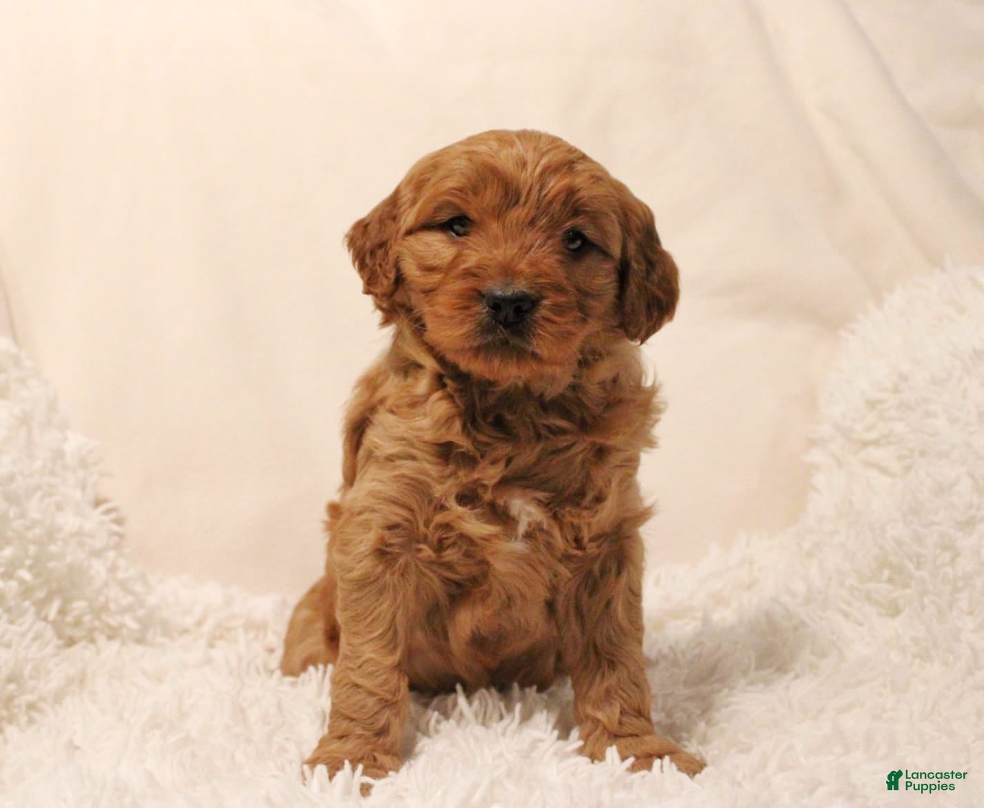 Mini Goldendoodle dogs Livvy - Ad 39