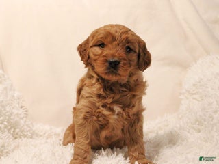 Mini Goldendoodle dogs Livvy - Ad 31