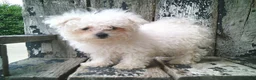 Maltese dogs for sale: Amelia - Ad 1