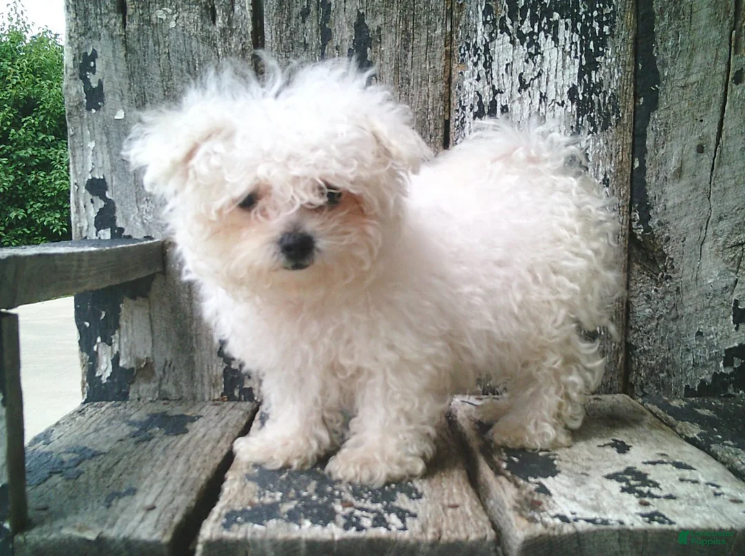 Maltese dogs for sale: Amelia - Ad 1