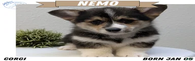 Nemo