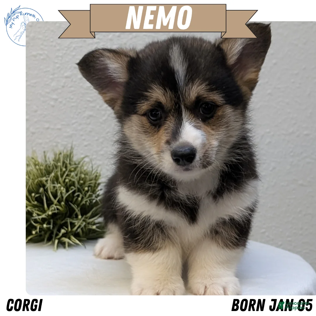 Welsh Corgi Pembroke dogs for sale: Nemo - Ad 1
