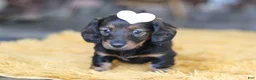 Miniature Dachshund dogs for sale: Crumpet - Ad 7