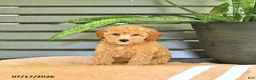 Miniature Poodle dogs for sale: Crena - Ad 1